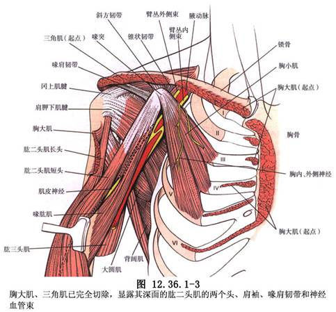 臂丛神经损伤