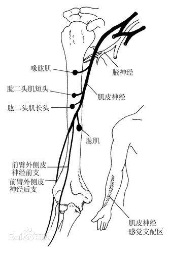 肌皮神经怎么治疗